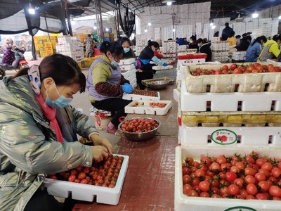 百色市田陽區:農業復工復產,番茄銷售穩步提升