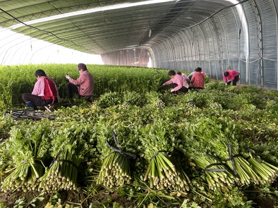 第一書記幫包扶:村里滯銷芹菜銷路有了!