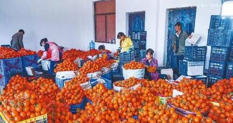 廣西百色西紅柿滯銷農戶無奈倒江中,政府正積極救助